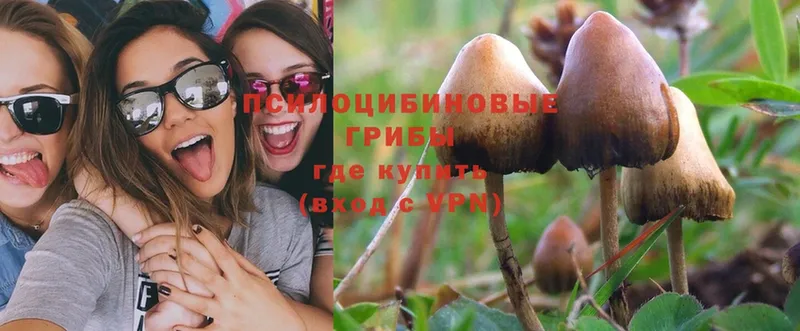 где купить наркотик  Нестеров  Галлюциногенные грибы Psilocybine cubensis 